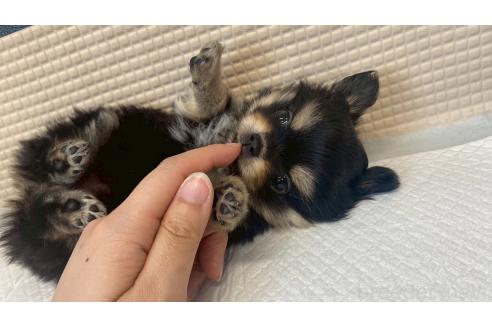 商談中の兵庫県のポメチワ:ポメラニアン×チワワ-391732の9枚目